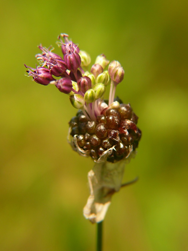 Czosnek winnicowy Allium vineale